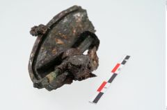 Foto von Bronzephalere (NHMW-PRAE-024552)